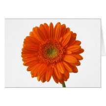 Orange Daisy Greeting Card