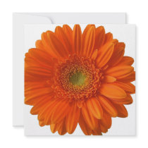 Orange Daisy Invitations