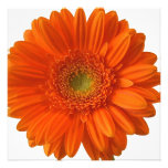 Orange Daisy Invitations
