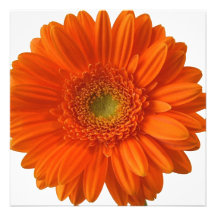 Orange Daisy Invitations