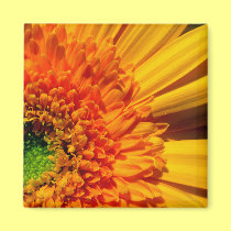 Orange Daisy Magnet magnets