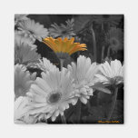 orange daisy-magnet