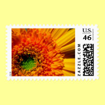 Orange Daisy Postage Stamp