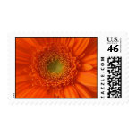 Orange Daisy Postage Stamp