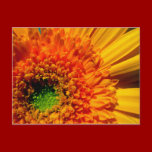 Orange Daisy Postcard