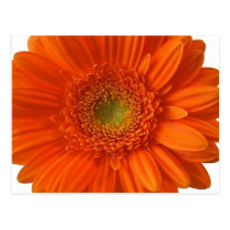 Orange Daisy Postcard postcards