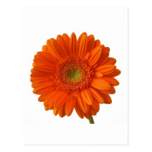 Orange Daisy Postcard
