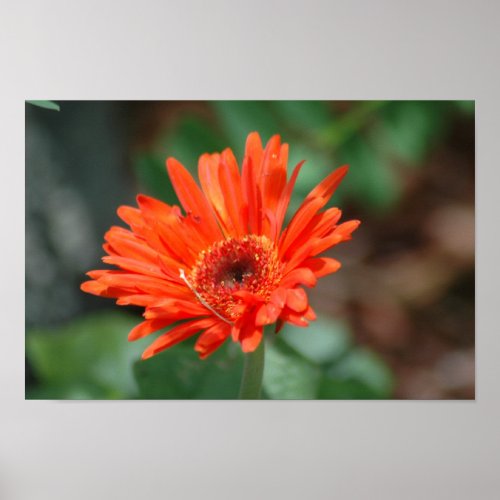 Orange Daisy Poster print