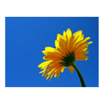 Orange Daisy Poster posters