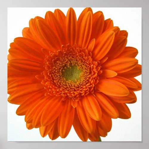 Orange Daisy Poster Print print