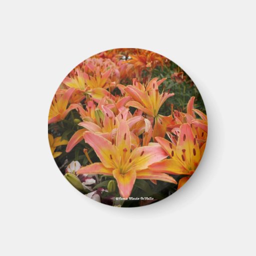 Orange Day Lilies Magnet