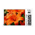 Orange Day Lillies Postage Stamps