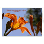 Orange day lily cards
