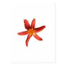 Orange Day Lily Postcard