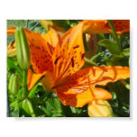 Orange Day Lily