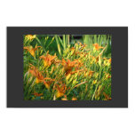 flower, daylily, day, lily, orange, plant, nature,