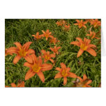 Orange Daylilies Greeting Cards