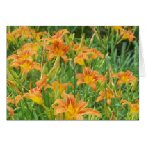 Orange Daylilies cards