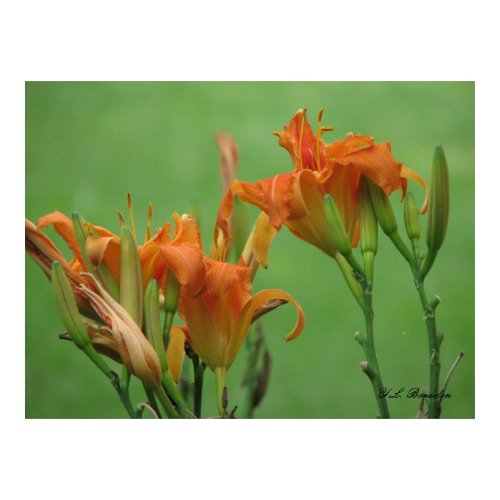 Orange Daylilies print