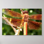 Orange Dazzle Dragonfly Print