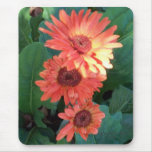 Orange Delight Mousepad Orange Delight Mousepad