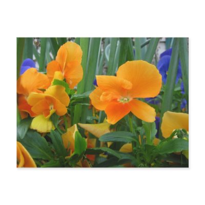 Orange Delight Postcards by tkrysak