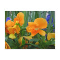Orange Delight postcards