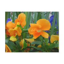 Orange Delight postcards by tkrysak Orange Delight postcards
