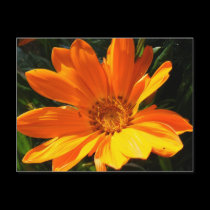 orange delight postcards