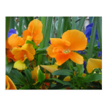 Orange Delight postcards