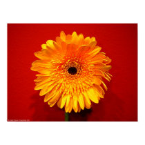 Orange Delight posters