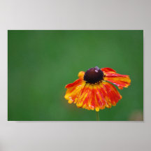 Orange Dew Print