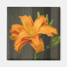 Orange Double Day Lily Fridge Magnets