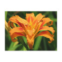 Orange Double Day Lily postcards