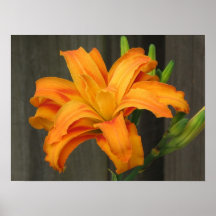 Orange Double Day Lily Poster