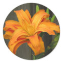 Orange Double Day Lily stickers by princessklb07 Orange Double Day Lily stickers
