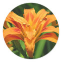 Orange Double Day Lily stickers by princessklb07 Orange Double Day Lily stickers