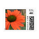Orange Echinacea Postage stamps