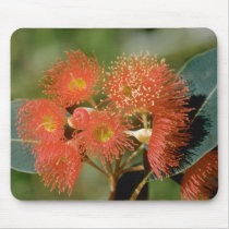 Orange Eucalyptus ficifolia flowers Mouse Pad