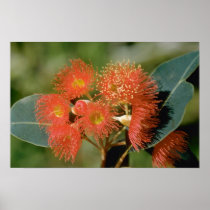Orange Eucalyptus ficifolia flowers Poster