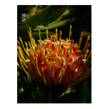 ORANGE EXOTIC CACTUS FLOWER POSTCARD