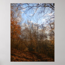 Orange Fall Leaves and Carolina Blue Sky Print