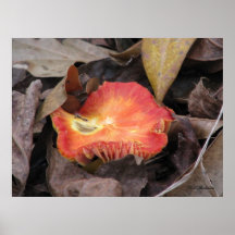 Orange Fall Mushroom Poster