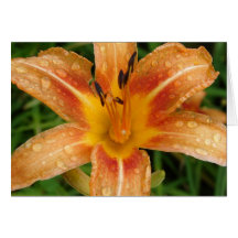 Orange Fire Lily Cards