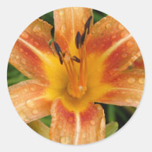 Orange Fire Lily Round Stickers