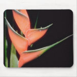 Orange Fishtail heliconia (Heliconia humilis) flow Mousepad
