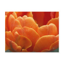 orange flames postcards by poupoune orange flames postcards