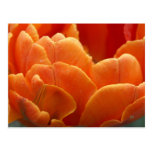orange flames postcards