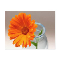 Orange Floral postcards by cshphotos Orange Floral postcards