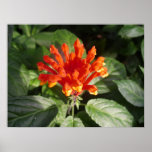 orange flower 02 posters